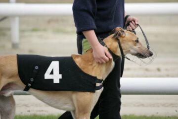 Milletvekili, İskoçya'nın Son Greyhound Yarış Pistinin İrlanda ve Birleşik Krallık Baskıları Ortasında Yasaklanmasını İstiyor