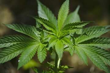 New NH senators could boost chances of marijuana legalization | Statehouse