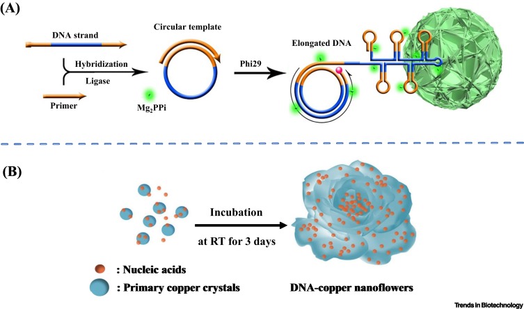 Novel DNA nanoflower biosensing technologies towards next-generation molecular diagnostics