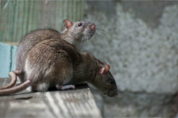 Rentokil folosește recunoașterea șobolanului AI pentru a planifica exterminarea în timp real