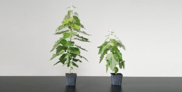 Temasek Fonder Biotech Firm Living Carbon för GMO Super Trees