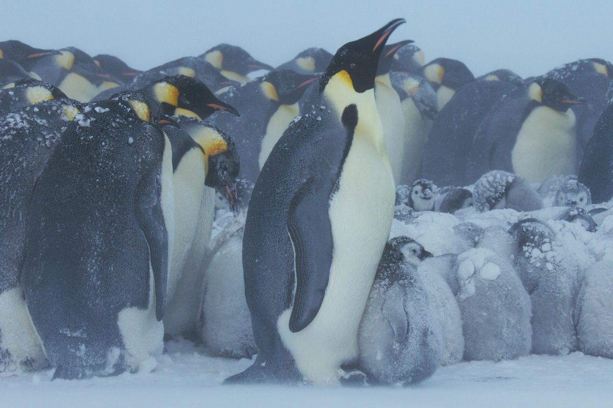 گروهی از پنگوئن ها در سیاره یخ زده 2 دور هم جمع می شوند