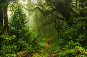 기후변화 대응을 위한 산림녹화의 역할
