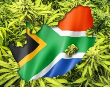 تجربة المصنع؟ - لماذا قضية محكمة القنب في جنوب أفريقيا تأسر صناعة الماريجوانا