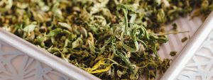 Delicia con infusión de hierba: recetas deliciosas y fáciles de cenar con hierba para el conocedor del cannabis