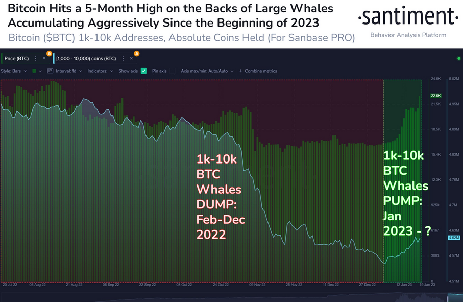 Whales Have Aggressively Accumulated These 2 Cryptos This Year