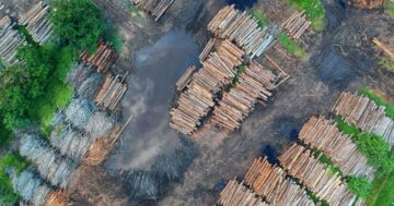 Vad betyder EU:s nya lag mot avskogning för näringslivet?