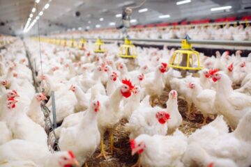 美国历史上最严重的禽流感正在袭击家禽