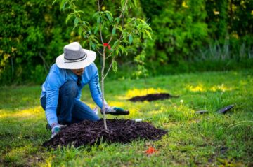 8 أسباب لماذا يجب أن تزرع الأشجار لموظفيك