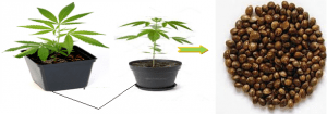 Cannabis Breeding And Sexual Reproduction