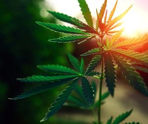Cannabis Growing for Beginners: Tips You Should Know