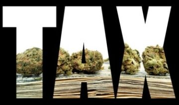 Kannabismarkkinoiden romahdus – kaupungit varautuvat rikkaruohomyynnistä saataviin verotuloihin