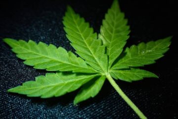 Sfide nella filiera della cannabis!