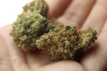 Cheech & Chong могли б краще легалізувати марихуану, ніж податкові наркомани в Сакраменто | Думка