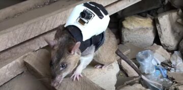 Ratten uitrusten met rugzakken om slachtoffers onder het puin te vinden