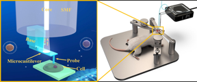 섬유 감지 과학자들은 조직 및 심지어 단일 세포의 생체 역학적 특성을 측정하기 위한 3D 인쇄 섬유 마이크로프로브를 발명했습니다.