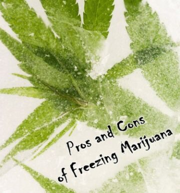 Blitzgefrorenes Weed? - Der Leitfaden für frisch gefrorenes Cannabis