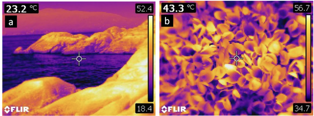 Thermal images showing surface temperatures in excess of 50C during low tide on 28 June, 2021, on a rocky intertidal shoreline (left) and within a mussel bed (right); the mussels in this picture have died and are gaping open. Scale bars indicate the range in temperature from the coolest to warmest parts of the image, while the value at the upper left indicates the temperature in the cross-hairs at centre. Source: White et al. (2023).