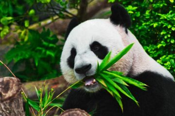Kuinka käyttää Pandas GroupBytä tehokkaasti