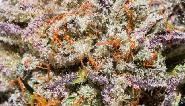 choosing the right cannabis strain