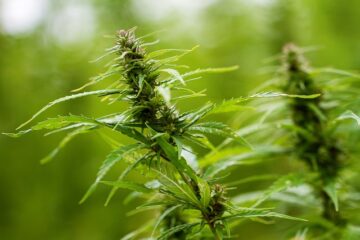 Illinois’ marijuana sales up by 9% in January