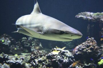 Los tiburones de Litecoin estaban detrás del aumento de casi el 90% de $LTC, según sugieren los datos