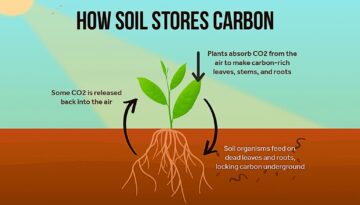 Loam Bio 73 میلیون دلار برای افزایش جذب کربن از خاک دریافت می کند