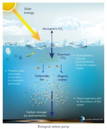 Zespół MIT znajduje tańszy sposób na wychwytywanie dwutlenku węgla z wody morskiej