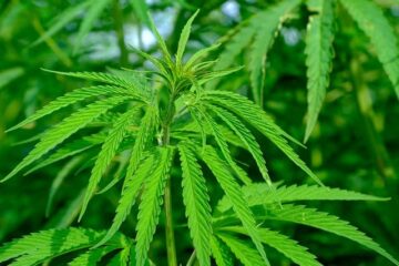 Поліція конфіскувала понад 300,000 XNUMX фунтів марихуани, "шабу" під час купівлі QC – бюлетень Маніли