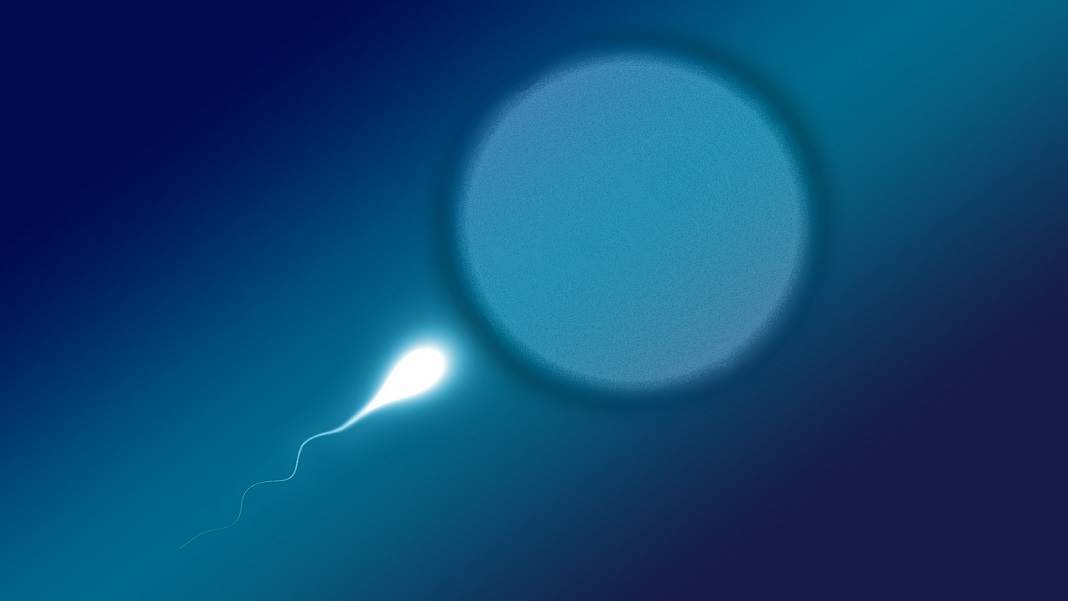 Il prototipo di contraccettivo maschile immobilizza lo sperma e svanisce completamente in un giorno