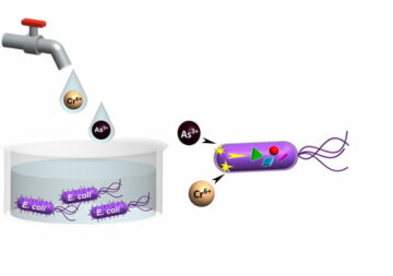 חוקרים יוצרים טכנולוגיית ניטור מים מבוססת E. coli