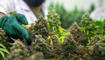 Senate Panel Approves Cannabis Research Bill