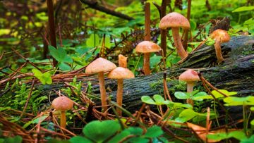 Startup Funga usa fungos para capturar carbono em florestas