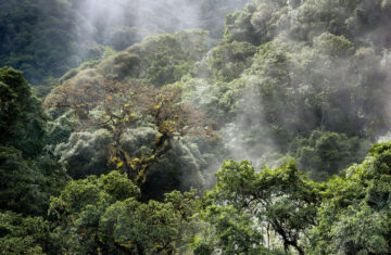 Tropiska skogar står inför "avsevärda kolförluster" när fuktiga områden drar ihop sig