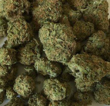 U of A students hold marijuana expungement clinic to clear records