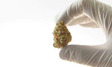 吸食大麻的克隆体是什么样的？