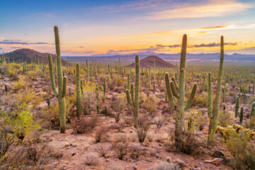 Hva er Tucson kjent for? 15 måter å bli kjent med Tucson