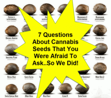 Onde você pode obter sementes de cannabis F1, F2 e F3? Espere, o que são sementes de maconha F1, F2 e F3?