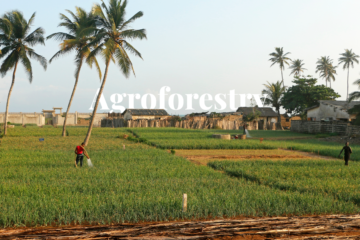 Benin's agroforestry efforts to combat deforestation