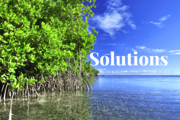 Blue carbon solutions: a promising opportunity for conservation and carbon abatement