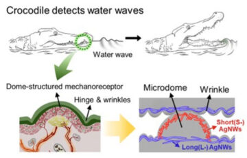 Crocodile skin inspires omnidirectionally stretchable pressure sensors