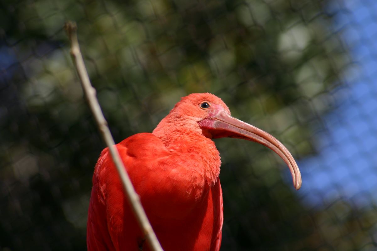 uccello rosso allo zoo di santa ana