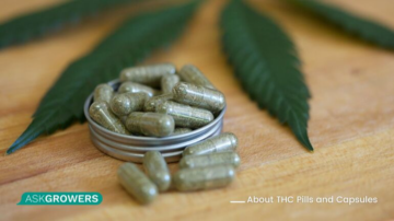 Everything You Need To Know About THC Pills And Capsules