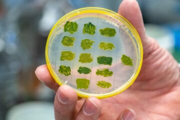 Exxon kończy wielomilionowe wsparcie dla badań nad algami