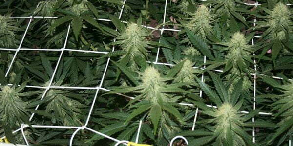 Training marijuana plants for high stress