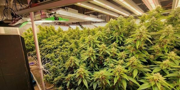 SOG for marijuana plants to get high yield