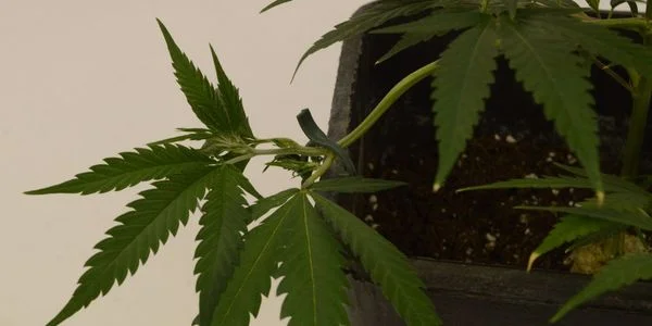 LST on marijuana plant for high yield