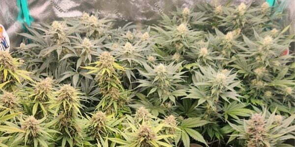 Autoflowers and Photoperiod marijuana strain growing side by side