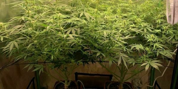 Using ScroG training method on marijuana plants