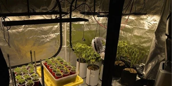 Growing autoflower marijuana plants indoors